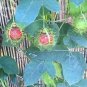 20 Seeds Passiflora foetida White Wild Maracuja Stinking Passionflower