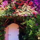 105 Seeds Climbing Bougainvillea Bonsai