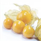 100 Seeds Physalis Peruviana Delicious Fruit Golden Berry