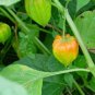 100 Seeds Physalis Peruviana Delicious Fruit Golden Berry