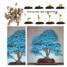 20 Seeds Maple Tree Palatum Bonsai