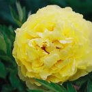 5 Seeds Huang Huakui Golden Yellow Peony Flowers
