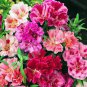 25 Seeds Pink Camellia Impatiens