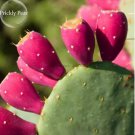 10 Seeds Rare Green Cactus with red flowers Prickly Pear Succulent Plants