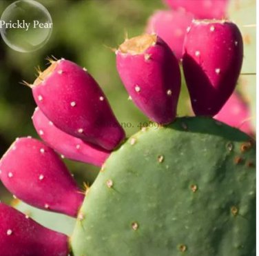 10 Seeds Rare Green Cactus with red flowers Prickly Pear Succulent Plants