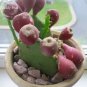 10 Seeds Rare Green Cactus with red flowers Prickly Pear Succulent Plants