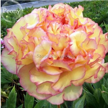 5 seeds 'Wudao' Big Blooming Wavy Yellow Peony with red edge