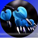 5 Seeds Rare Lamprocapnos spectabilis Blue Asian Bleeding Heart Flower