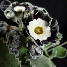 15 Seeds Primula Auricula Stubbs Tartan Flower