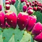 10 Seeds Rare Green Cactus with red flowers Prickly Pear Succulent Plants