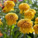 100 seeds Rare Pineapple Sundae Echinacea Coneflowers