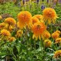 100 seeds Rare Pineapple Sundae Echinacea Coneflowers