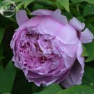 5 Seeds Peony Purple European Rose-typed Flower