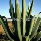100 Seeds Agave tequilana