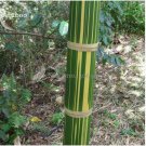 30 seeds Dendrocalamus latiflorus Tawian Giant Bamboo