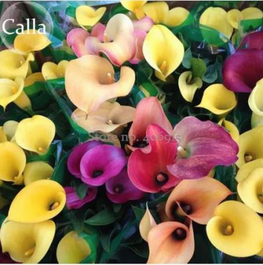 20 Seeds Rare Mixed Colorful Calla Lily Flowers