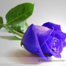 50 Seeds Purple European Rose