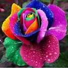 100 Seeds Rare Holland Rainbow Rose Flowers Lover Colorful Perennial Flower Garden Plants Bonsai