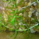 100 Seeds Aldrovanda Vesiculosa