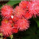 20 Seeds Ricinus Fire Red Castor Oil Plant
