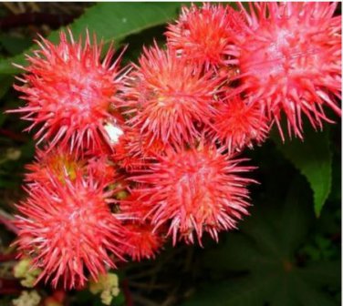 20 Seeds Ricinus Fire Red Castor Oil Plant