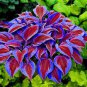 200 Seeds Hosta Plant Seeds Perennials Plantain Flower