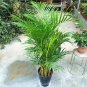 5 Seeds Chrysalidocarpus Lutescens Seeds Home Decoration Areca Palm