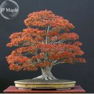 20 Seeds Northern Sugar Acer Japanese Maple Tree