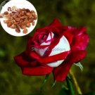 50 Seeds New Rare Red White Rose Flower Tree