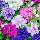 200 Seeds Mixed Double petalled Hanging Petunia Hybrid