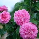 50 Seeds Heirloom Pink Damask Rose Bush Flower