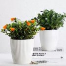 100 Seeds Goldfish Chlorophytum