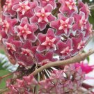 100 Seeds Home Bonsai Garden Rare Hoya Orchid Hoya Carnosa Plant Orchid Flower Flores