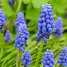 100 Seeds Blue Violet Purple Grape Hyacinth flower