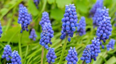 100 Seeds Blue Violet Purple Grape Hyacinth flower