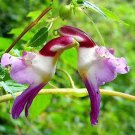 50 Seeds China Rare Parrot Orchid Flower World's Rare High Grade Bonsai Garden Home