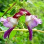 50 Seeds China Rare Parrot Orchid Flower World's Rare High Grade Bonsai Garden Home