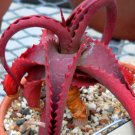 2 Seeds ALOE vanbalenii