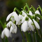 200 Seeds Common Snowdrop Flower