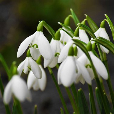 200 Seeds Common Snowdrop Flower