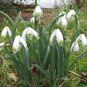 200 Seeds Common Snowdrop Flower