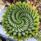 1 Seeds Genuine Aloe Polyphyll