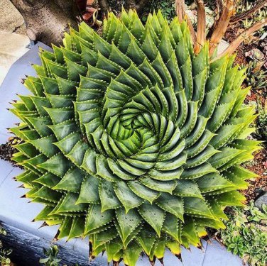 1 Seeds Genuine Aloe Polyphyll