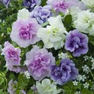 200 Seeds 'Xin Hun' Colorful Petunia