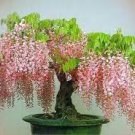 4 Seeds Mixed wisteria seeds bonsai wisteria flower