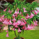 20 Seeds Pink Purple Yellow Red White Datura Stramonium Jimson