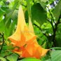 20 Seeds Pink Purple Yellow Red White Datura Stramonium Jimson