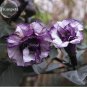 20 Seeds Pink Purple Yellow Red White Datura Stramonium Jimson