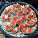 10 Seeds Lithops Julii 'Kosogyoku' Seeds