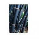 100 Seeds Rare Fresh Java Black bamboo seeds Gigantochloa artroviolacea